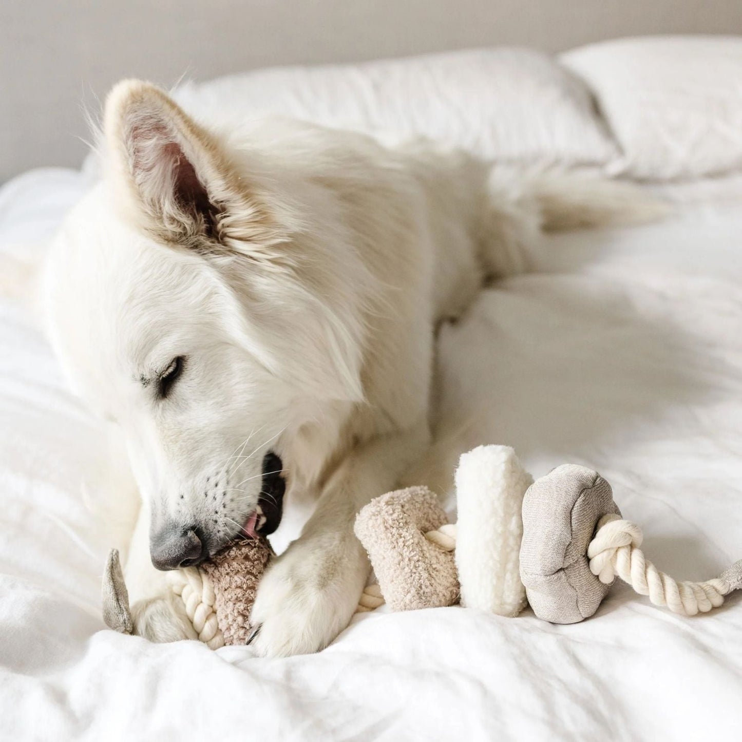 Plush Rope Tug Dog Toy