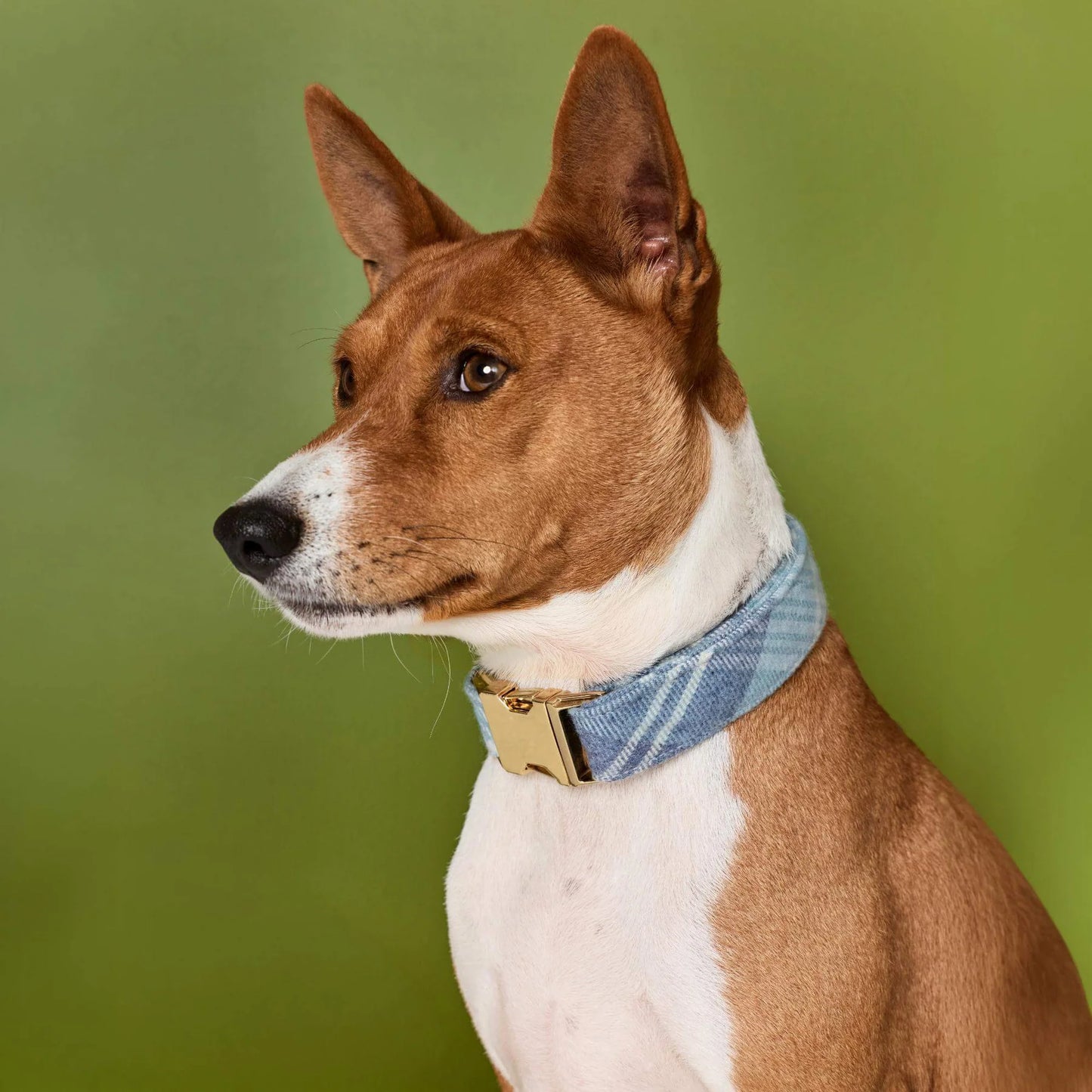 Checkered Dog Collar
